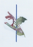 AgrandarImgen