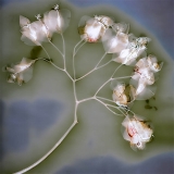 AgrandarImgen