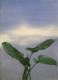 AgrandarImgen