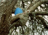 AgrandarImgen