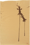 AgrandarImgen