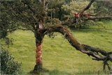 AgrandarImgen