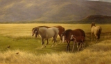 AgrandarImgen