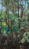 AgrandarImgen