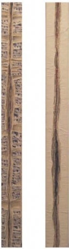 AgrandarImgen