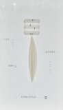AgrandarImgen