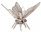 AgrandarImgen