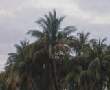 AgrandarImgen