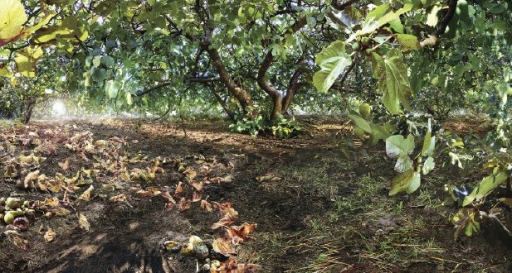 AgrandarImgen