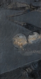 AgrandarImgen